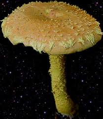 Attēlu rezultāti vaicājumam “Pholiota flammans”