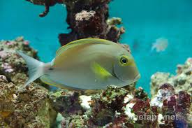 Image result for Acanthurus blochii
