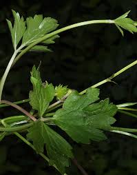 Attēlu rezultāti vaicājumam “Ranunculus repens leaf”