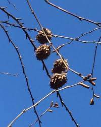 Attēlu rezultāti vaicājumam “Betula alleghaniensis fruit”