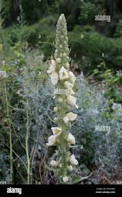 Attēlu rezultāti vaicājumam “Verbascum densiflorum”