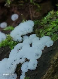 Attēlu rezultāti vaicājumam “Ceratiomyxa fruticulosa sessile”