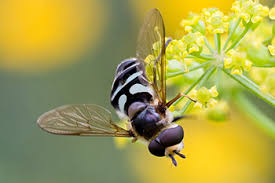 Attēlu rezultāti vaicājumam “Didea alneti”