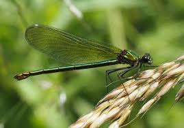 Attēlu rezultāti vaicājumam “Calopteryx splendens”