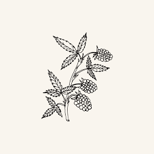 Attēlu rezultāti vaicājumam “Rubus idaeus leaf”