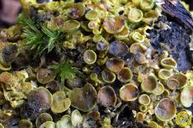 Attēlu rezultāti vaicājumam “Xanthoriicola physciae”