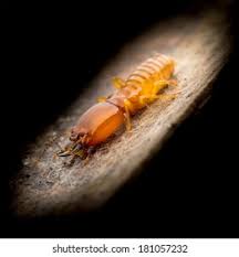 Attēlu rezultāti vaicājumam “Sacchiphantes abietis exuvia”