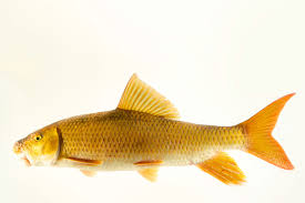 Image result for Moxostoma carinatum