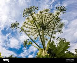 Attēlu rezultāti vaicājumam “Heracleum sosnowskyi”