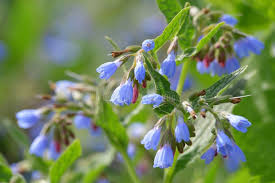 Attēlu rezultāti vaicājumam “Symphytum asperum flower”