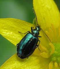 Attēlu rezultāti vaicājumam “Lebia chlorocephala”