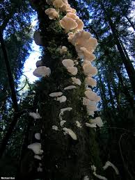 Attēlu rezultāti vaicājumam “Pleurotus ostreatus”