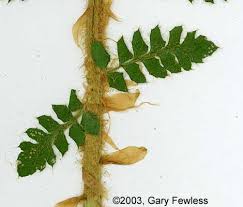 Attēlu rezultāti vaicājumam “Polystichum braunii”