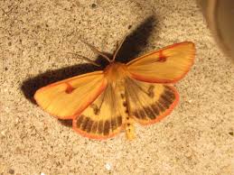 Attēlu rezultāti vaicājumam “Diacrisia sannio”