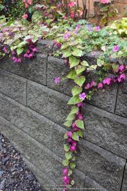 Image result for Rhodochiton atrosanguineum