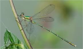 Attēlu rezultāti vaicājumam “Chalcolestes viridis”