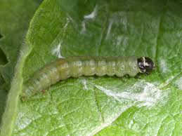 Attēlu rezultāti vaicājumam “Archips podana”