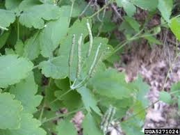 Attēlu rezultāti vaicājumam “Chelidonium majus leaf”