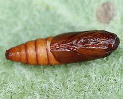 Attēlu rezultāti vaicājumam “Spilonota ocellana”