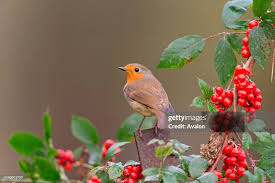 Attēlu rezultāti vaicājumam “Erithacus rubecula adult”