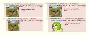 Image result for limecat