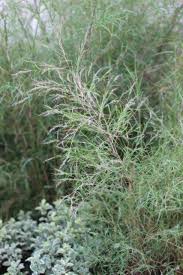 Attēlu rezultāti vaicājumam “Diachea muscorum young”