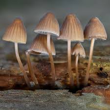 Attēlu rezultāti vaicājumam “Mycena stipata”