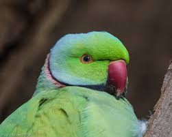 Image result for Psittacula krameri