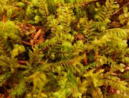 Attēlu rezultāti vaicājumam “Plagiochila porelloides”