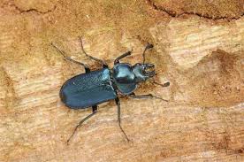 Attēlu rezultāti vaicājumam “Platycerus caraboides”