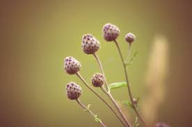 Attēlu rezultāti vaicājumam “Centaurea jacea bud”