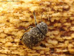 Attēlu rezultāti vaicājumam “Anthribus nebulosus”