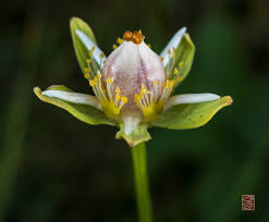 Attēlu rezultāti vaicājumam “Parnassia palustris leaf”