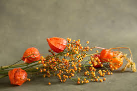 Image result for Lampionblume