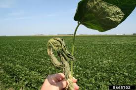 Attēlu rezultāti vaicājumam “Stemonaria irregularis stalked”