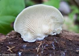 Attēlu rezultāti vaicājumam “Crepidotus applanatus”