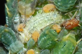 Attēlu rezultāti vaicājumam “Aphis farinosa”