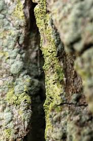 Attēlu rezultāti vaicājumam “Calicium viride”