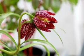 Attēlu rezultāti vaicājumam “Meleagris”