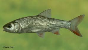 Attēlu rezultāti vaicājumam “Leuciscus idus”