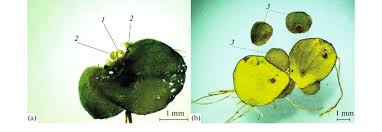 Attēlu rezultāti vaicājumam “Spirodela polyrhiza”