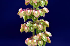 Attēlu rezultāti vaicājumam “Rumex acetosa bud”