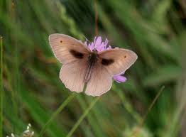 Attēlu rezultāti vaicājumam “Maniola jurtina female”