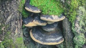 Attēlu rezultāti vaicājumam “Phellinus”