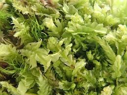 Attēlu rezultāti vaicājumam “Lophocolea minor macro”