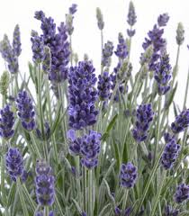 Attēlu rezultāti vaicājumam “Lavandula angustifolia”
