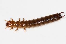 Attēlu rezultāti vaicājumam “Schizotus pectinicornis larva”