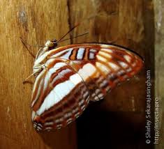 Attēlu rezultāti vaicājumam “Paramesus obtusifrons”