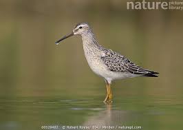 Image result for Calidris himantopus