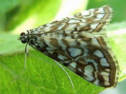 Attēlu rezultāti vaicājumam “Elophila nymphaeata”